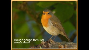 Admirez ces magnifiQUES OISEAUX DU JARDIN...