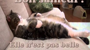 Elles sont mignonnes, pour tous les âges......