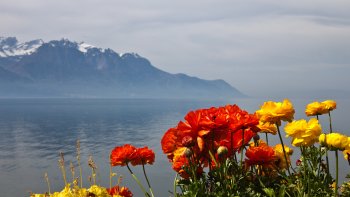 La riviera Suisse, pas de gel en hiver, et souvent plantes 
méridionales. Beauté et douceur du Lac  Léman.
