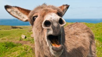 Des vérités en fête....pour tous les jours...