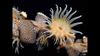 Dans la musique des profondeurs,
glisse une vie diversifiée et colorée,
dans cette mer, que l'homme ose polluer.
