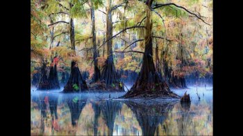 Le lac Caddo, situé entre les états du Texas et de la Louisiane aux Etats-Unis, doit son nom au peuple Caddo, une communauté qui fut expulsée des lieux au cours du XIX siécle.