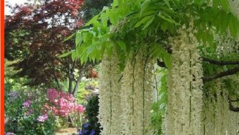 Aprés les chrysanthèmes.....traditionnelles de Novembre, voici quelques fleurs souriantes du japon, en grappes multicolores....