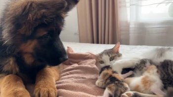 Partageons ce moment de   tendresse et d'émotion ...
.qui ne craque pas n'a pas de cœur...
