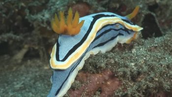en ce 14 juillet, rafraîchissons nous avec cette plongée virtuelle.
Bravo aux preneurs d'images. Plongée sous marine à Bali, un sourire à tous ceux qui ne partent pas ....