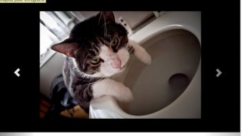 Qui n'a pas connu ces lendemains de fête, mimés par nos petits amis.........