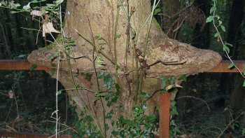 l'apiculteur ne fait plus son miel, les abeilles sont en voie de disparition...