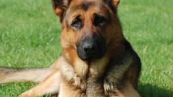 Bonjour à tous ! Voici une recette humoristique (à prendre au second degré !).