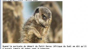 Source internet. Concours de photos avec légendes humoristiques....