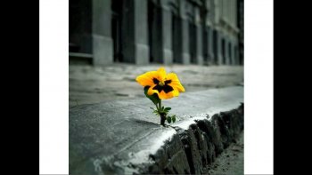 En ce jour de souvenirs endeuillés, que la vie trouve la force,
de renaître dans des situations extrêmes...
Pensée émue aux familles des victimes.

BONNE FÊTE, À TOUS LES "BRICE" virtuels ou réels de la part de tous les ordissinautes...