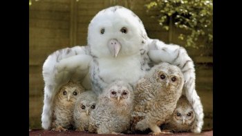 toujours attendrissantes les images des petits animaux et leurs mamans ...
en cette periode de fete des mères ,,,n'oublions personne ..
les mamans ont l'oeil aux aguets et surveillent leur progeniture ...
