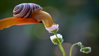 Approche d'un petit monde merveilleux, qui se hâte avec lenteur,

Le temps au photographe, de prendre à loisir des images exceptionnelles.......