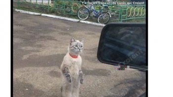 DES IMAGES HUMORISTIQUES ,,,
il nous faut garder le sourire  et l'espoir ...
les difficultés se surmonte mieux...soyons solidaires