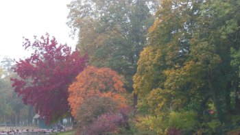 Ce 26 octobre 2016, le ciel est brumeux. Dès 9 heures du matin, je suis au bois de Vincennes pour photographier les nappes de brouillard sur le lac.
Malheureusement, il n'y a que la brume. Tant pis.
Voici quelques photos (autour du lac) d'arbres magnifiques aux couleurs chatoyantes.

