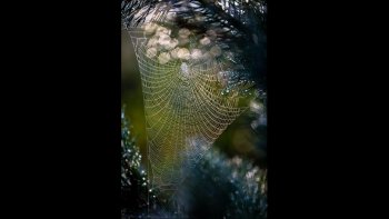 Que de vies bien cachées, dans la nature amie, et jolie en toutes saisons. 