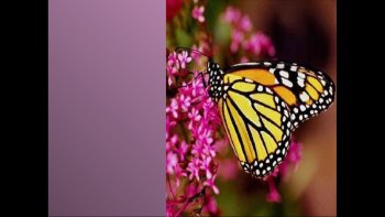 L'homme parfois pour bien faire, contrarie les plans de la nature

pour supprimer l'effort indispensable à la vie.