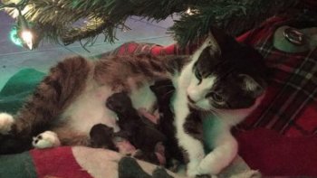 
Planet.fr Alerte Info 	
Spécial Chats
Mercredi 25 Décembre 2019

Photos :

  1ere/
des chatons nès  sous le sapin de Noël font fondre les internautes du monde entier. 

2eme /  
des chats qui se prennent pour des santons et s'invitent dans les crèches



