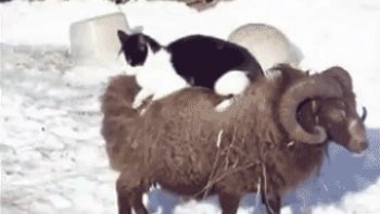 Images drôles, ou pas......