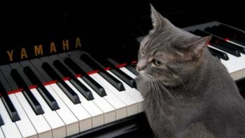 Un concerto de piano joué par un chat