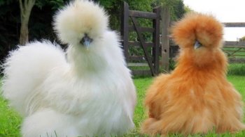 Préparez-vous, ces photos vont vous faire rire à coup sûr.