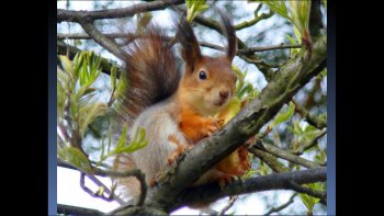 
Nous allons suivre les écureuils, dans  leurs acrobaties...
ou familiarités ... peu à peu apprivoisées...