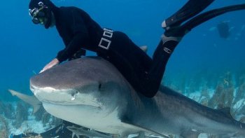 La seule femme au monde qui à su dominer les requins après de nombreuses années d'approchesTrès peu de personnes possèdent le don particulier qu'elle a de communiquer avec les requins par le toucher