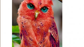 Richesse des couleurs, attitudes presque humaines, qui a copié qui ?