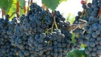 au temps des vendanges...