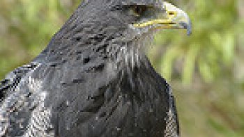 Notre ordissinaute Françoise Falchi éveille notre curiosité concernant cet Aigle Bleu....