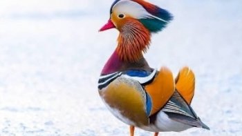 Un canard  qui va vous faire "fondre " par sa beauté ..
..j'espère qu'après 3 tentatives  mon diapo ne sera pas effacé   sans aucune raison...
en bonus une petite vidéo  à Central Park 
