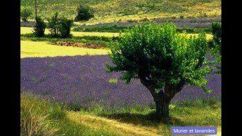 Avec ce diapo j'en profite pour faire un petit coucou à notre amie DYANE ....