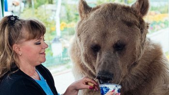 Lorsque les humains se comportent avec sincérité et amour, même un "gros nounours" comme Stephan devient doux comme un agneau...