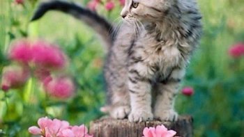 quelques images humoristiques 