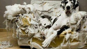 ou les malheurs non pas de Sophie MAIS BIEN DU CANAPE 