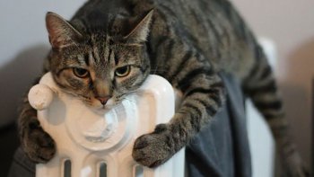 Pendant que nous mettons moufles et bonnets
nos amis à plumes et à poils ont trouvé le système D.
Pas si bêtes nos bestioles ! ils sont "craquants"!!!
