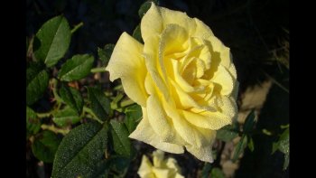 J'ai emprunté  quelques  fleurs, et je remercie  l'auteur (Mimi) que je ne connais pas en m'excusant d'avoir prélevé ce bouquet dans son jardin.
fête des mères.