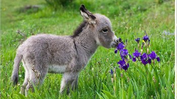 Voici le printemps, respirons, inspirons... les animaux, comme nous sommes sensibles au parfum des fleurs... hum.... ça sent bon !