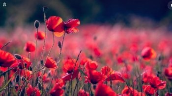 Ce poème de guerre a été écrit par l'officier canadien lieutenant colonel :et médecin, John Mcræ en 1915. Il a été inspiré par les champs de coquelicots qui  poussaient le long du front, rouges sang....ils sont demeurés le symbole de l'armistice  au Canada,Grande Bretagne où le bleuet à la boutonnière a aussi une signification
(source le Net)
...










