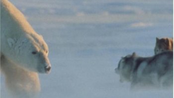Un  peu de douceur et de poésie,cela se passe dans le GRAND NORD