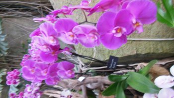 Pour la quatrième année consécutive, les Grandes Serres du Jardin des Plantes accueillent l'exposition des «Mille et une orchidées»
Le rendez-vous parisien incontournable des amateurs de fleurs mythiques.
Cette exposition à lieu du 11 février au 7 mars 2016.  