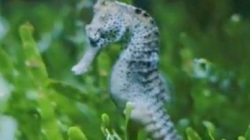 --dans cette vidéo de ProjetEcolo, on vous propose de découvrir 10 FAITS CURIEUX sur les HIPPOCAMPES ! Saviez-vous par exemple que ce sont les MÂLES qui DONNENT NAISSANCE, que ce sont des maîtres en camouflage, que leur queue est préhensile et que leur PARADE NUPTIALE sont uniques dans le règne marin ? 🌊 Découvrez pourquoi ces petits poissons sont si spéciaux, où ils vivent, comment ils se protègent et les menaces auxquelles ils sont confrontés aujourd'hui. Il n'y a aucun doute sur le fait que les HIPPOCAMPES sont un joyau de la NATURE que nous devons préserver pour conserver les OCÉANS. 💙