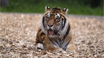 "La poésie dévoile la vision de l'âme, et la photographie l'âme de la vision"