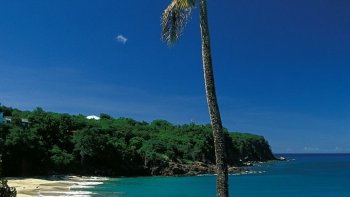 Un palmier, et, me voilà prête à réver , au soleil, aux plages , à la beauté
de la nature, enfin, entre la Guadeloupe et la Martinique, je ne sais que
choisir, mais je vous avoue humblement n'y être jamais allée. Je partage
avec vous les beautés de ces 2 ILES*************************************
