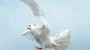 Quelques mots pour vous Père Jacques ... pour   toutes les victimes innocentes  et tous ceux qui  souffrent en ces moments difficiles...
