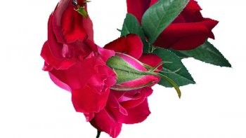 Et voilà un artiste qui dessine avec des fleurs, dommage que cela soit si court !