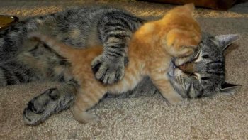 si vous desirez une nounou  sympa et  originale : appelez, S O S nounous !!!