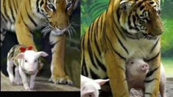 Comment pourrions nous résister, devant un tel spectacle !! 
La tigresse, magnifique, et ses bébés inattendus ...
l'amour maternel, n'a pas de limites...
