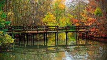 IL est revenu le temps des douceurs, des couleurs de miel. Dans les sous bois se mêlent les senteurs de mousse et de champignons, et sur les tables les raisins engorgés invitent à la dégustation dans la paix retrouvée après un été brûlant.