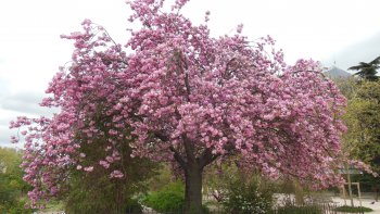 
Ces arbres et ces fleurs ont été photographiés  au mois d'avril, lors de mes promenades dans le Jardin des Plantes, la Promenade Plantée, le Jardin de Reuilly, le parc de Bercy, le Port de l'Arsenal et le ravissant petit square James Joyce.
Malheureusement, il ne m' est pas possible de capter les parfums afin de vous en faire profiter.
