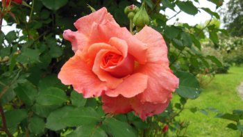 
La roseraie fondée en 1894 par Jules Gravereaux est entièrement consacrée à la rose.
Ce jardin extraordinaire invite à la découverte de plus de 16 000 rosiers qui représentent
3 300 roses différentes.